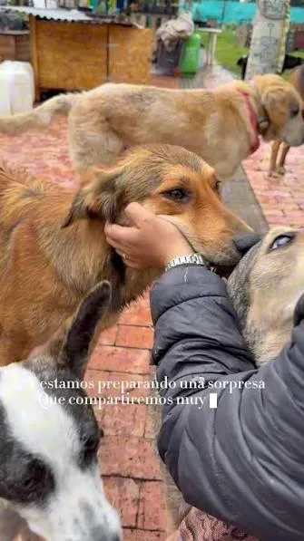 Parte médico sobre animales recibidos del operativo de Fontibón